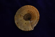 Vishnu Sudarshan Chakra Sankha - Image 3