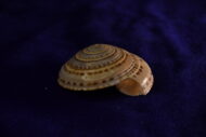 Vishnu Sudarshan Chakra Sankha - Image 5