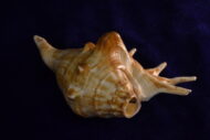 Panchajanya Shankh - Image 4