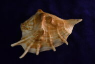 Panchajanya Shankh