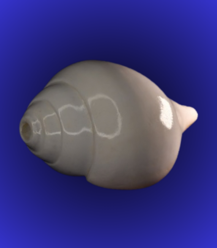 Natural White Shankha (Conch Shell) – Smooth Round Body Finish