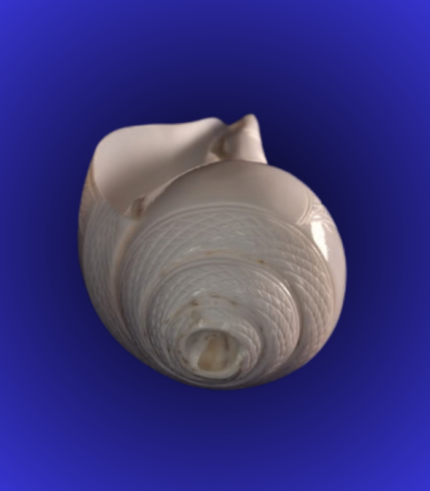 Premium Pearl Finish Shankha (Conch Shell) – Polished Display Shell