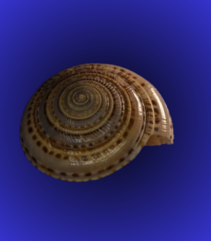 Natural Round Spiral Shankha (Conch Shell) – Traditional Pattern Finish