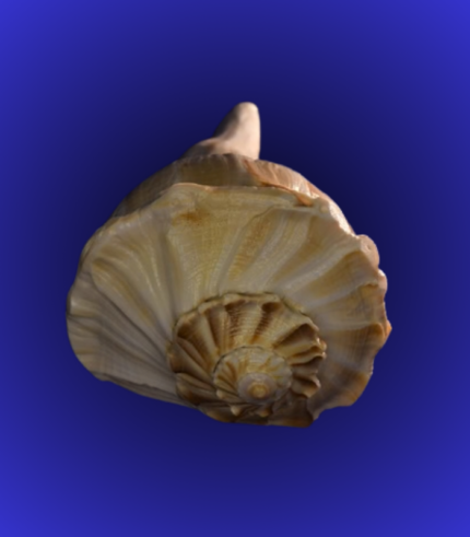 Natural Brown Spiked Shankha (Conch Shell) – Decorative Temple Display