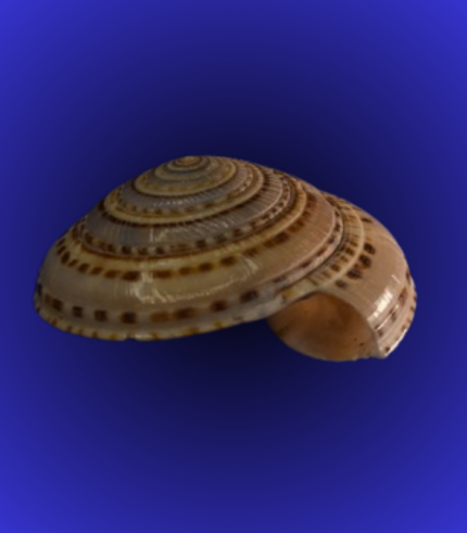 Natural Flat Spiral Shankha (Conch Shell) – Smooth Polished Decorative Shell