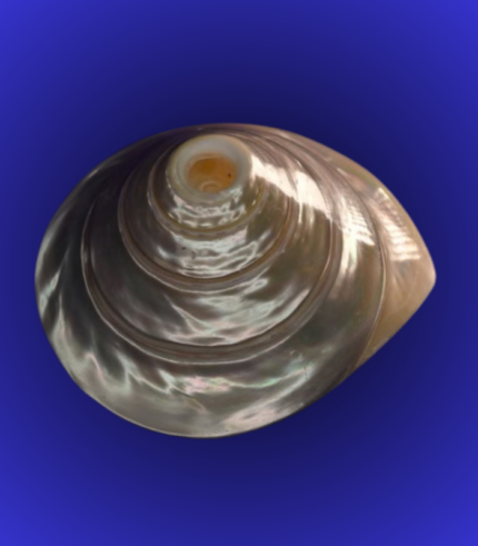 Premium Pearl Finish Shankha (Conch Shell) – High Gloss Display Piece