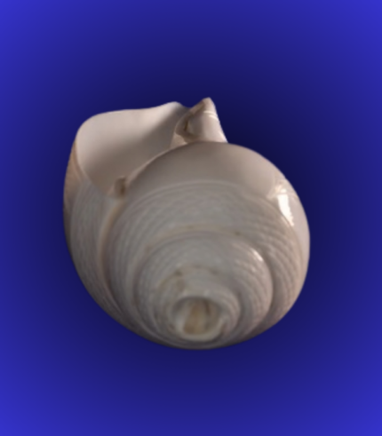 Natural White Open Mouth Shankha (Conch Shell) – Smooth Back Finish