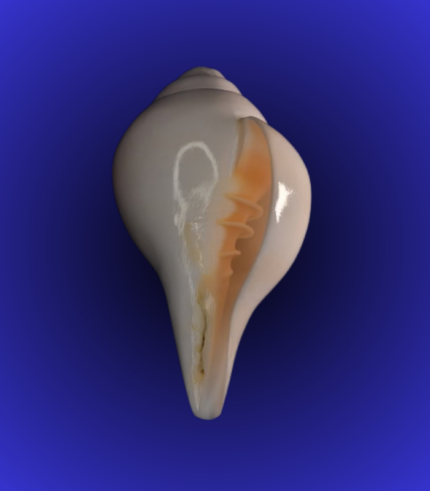 Natural White Open Mouth Shankha (Conch Shell) – Tall Slim Puja Shell