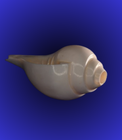 Natural White Smooth Shankha (Conch Shell) – Wide Body Puja Conch