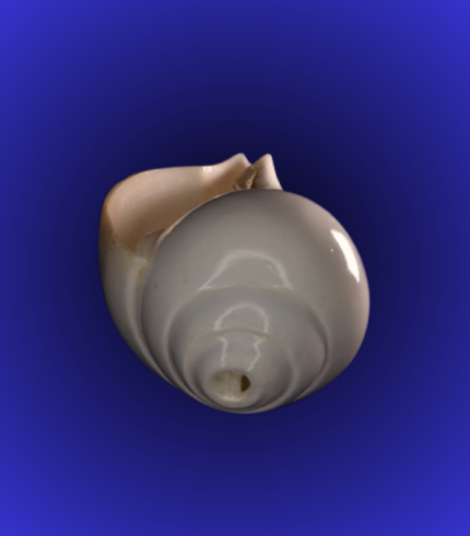 Natural White Open Mouth Shankha (Conch Shell) – Polished Back Spiral