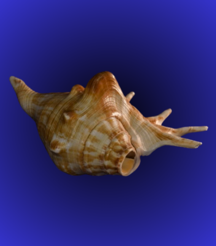 Natural Brown Spiked Shankha (Conch Shell) – Decorative Temple Display Piece