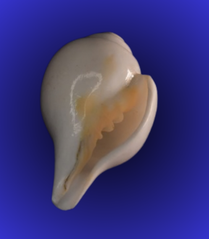 Natural White Open Mouth Shankha (Conch Shell) – Golden Inner Tone Puja Shell