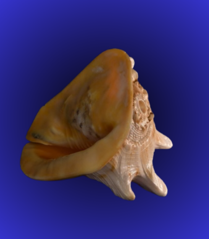 Natural Yellow-Brown Spiked Shankha (Conch Shell) – Rare Decorative Showpiece