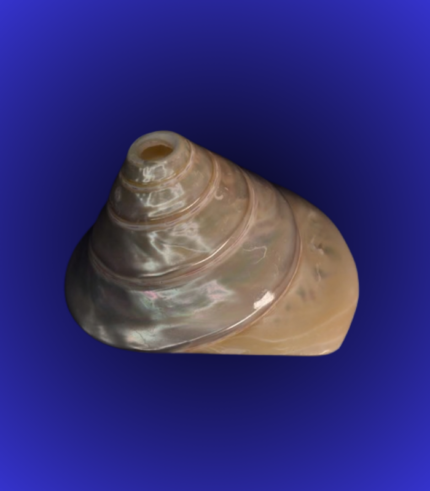 Premium Pearl Finish Shankha (Conch Shell) – Smooth Spiral Polished Shell