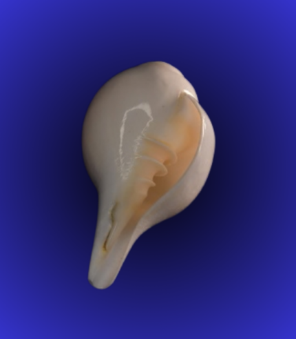 Natural White Open Mouth Shankha (Conch Shell) – Curved Tip Puja Quality