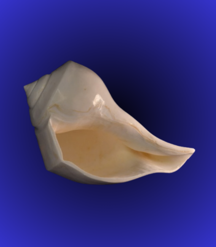 Natural White Wide Mouth Shankha (Conch Shell) – Smooth Finish Decorative Shell