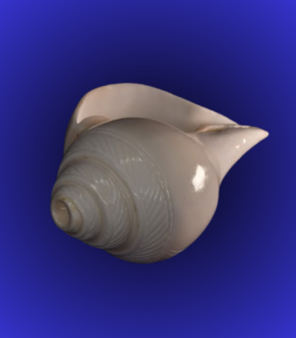 Natural White Carved Pattern Shankha (Conch Shell) – Smooth Polished Puja Shell