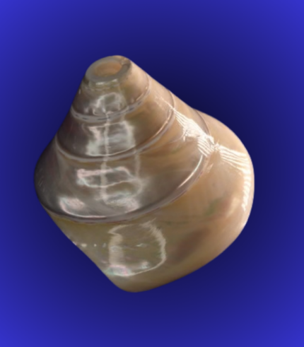 Premium Pearl Finish Shankha (Conch Shell) – Glossy Spiral Display Shell