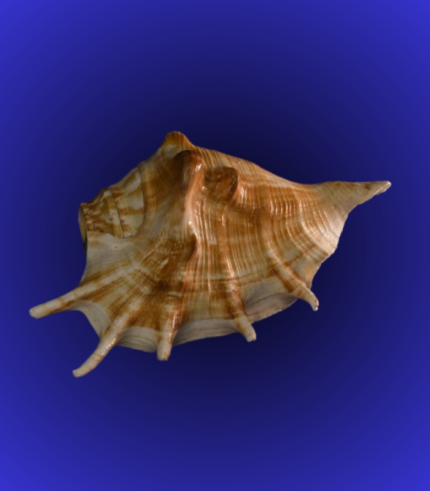 Natural Brown Spiked Shankha (Conch Shell) – Handpicked Decorative Showpiece