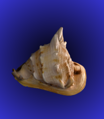 Natural Yellow-Brown Spiked Shankha (Conch Shell) – Temple Decor Display Shell