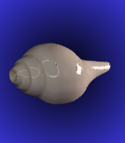 Natural White Shankha (Conch Shell) – Smooth Finish Medium Size