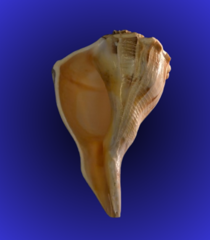 Natural Brown Sacred Shankha (Conch Shell) – Tall Spiral Type