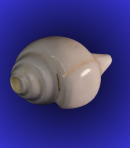 Natural White Shankha (Conch Shell) – Round Body Compact Size
