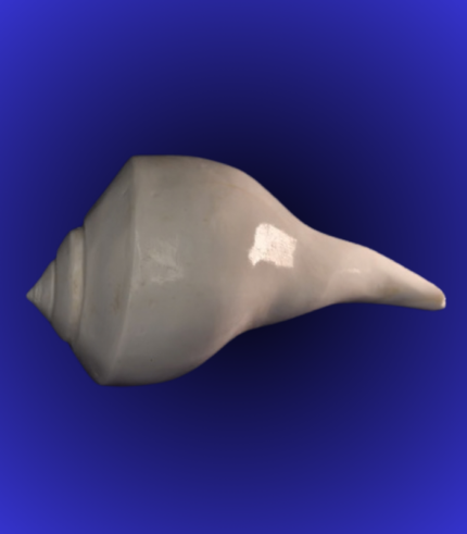 Natural White Shankha (Conch Shell) – Long Tip Traditional Shape