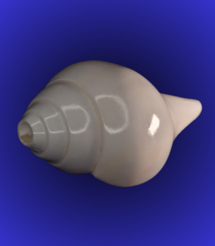 Premium Polished White Shankha (Conch Shell) – Puja Use