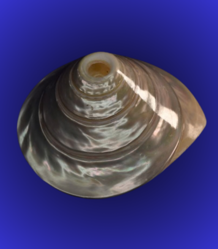 Natural Grey Pearl Finish Shankha (Conch Shell) – Sacred Puja Shell
