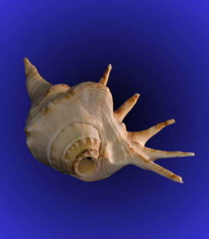 Natural Spiked Shankha (Conch Shell) – Decorative Rare Shell
