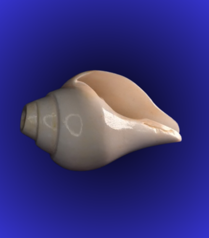 Natural White Open Mouth Shankha (Conch Shell) – Puja Conch