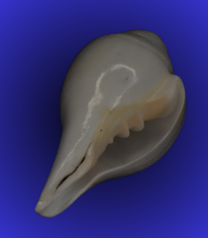 Natural Large White Shankha (Conch Shell) – Traditional Sacred Conch