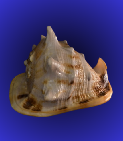 Natural Spiked Shankha (Conch Shell) – Brown Pattern Decorative Piece