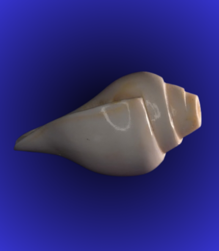 Natural White Long Tip Shankha (Conch Shell) – Classic Puja Conch