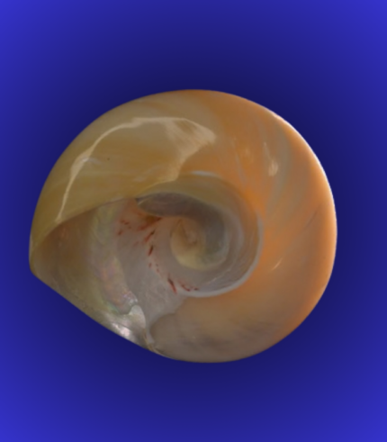 Natural Golden Spiral Shankha (Conch Shell) – Glossy Decorative Finish