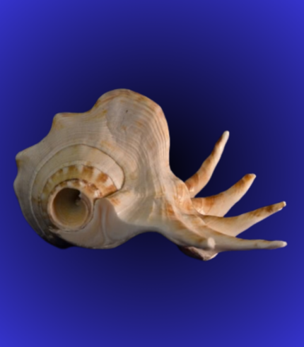 Natural Spiked Shankha (Conch Shell) – Temple Decor Rare Shell