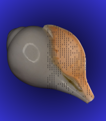 Natural White Polished Shankha (Conch Shell) – Smooth Puja Quality