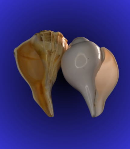 Natural Open Mouth Shankha (Conch Shell) – Handpicked Puja Shell