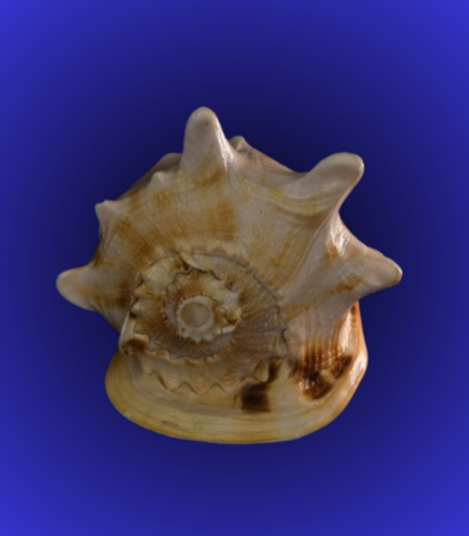 Natural Brown Spiked Shankha (Conch Shell) – Decorative Collector Piece