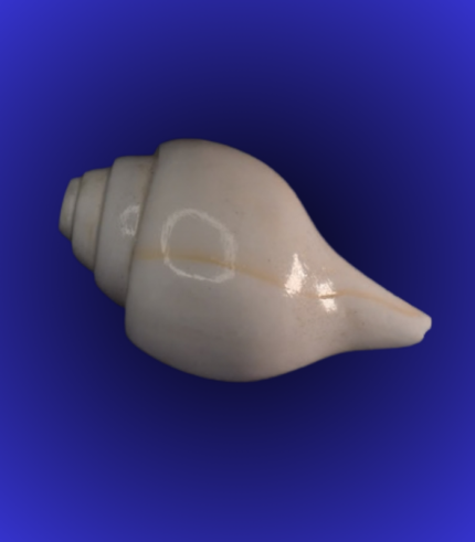 Natural White Shankha (Conch Shell) – Smooth Body Traditional Puja Shell