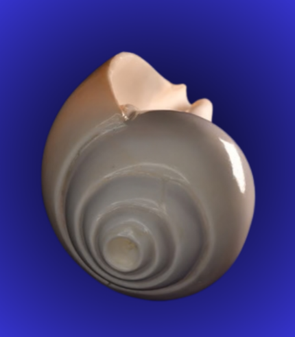 Natural White Open Mouth Shankha (Conch Shell) – Handpicked Puja Quality