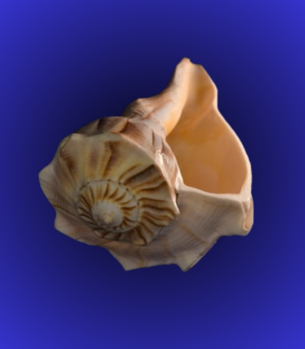 Natural Brown Open Mouth Shankha (Conch Shell) – Wide Cavity Decorative Shell