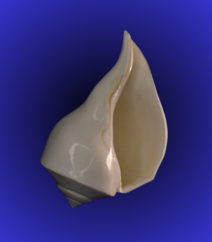 Natural White Open Mouth Shankha (Conch Shell) – Tall Curved Tip Design