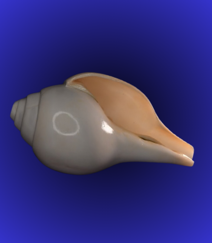 86 Natural White & Peach Shankha (Conch Shell) – Smooth Finish Puja Shell - Image 1