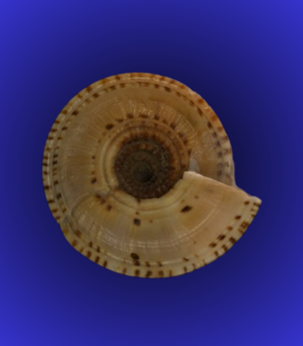 Natural Round Base Shankha (Conch Shell) – Traditional Pattern Finish