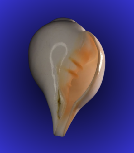 Natural White Open Mouth Shankha (Conch Shell) – Slim Profile Puja Shell