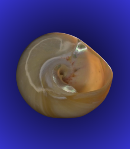 Natural Peach Tone Spiral Shankha (Conch Shell) – Natural Inner Glow