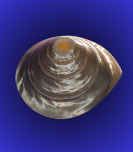 Premium Pearl Finish Shankha (Conch Shell) – Polished Decorative Shell
