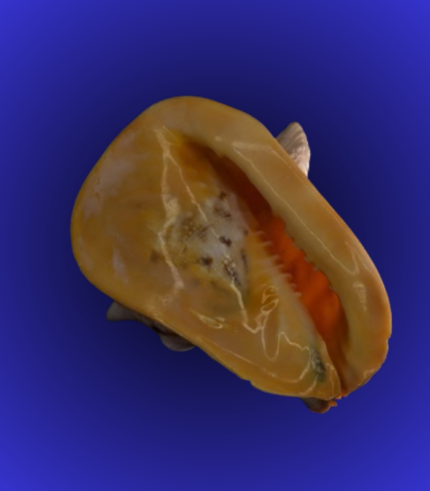 Natural Orange Inner Glow Shankha (Conch Shell) – Open Mouth Puja Shell